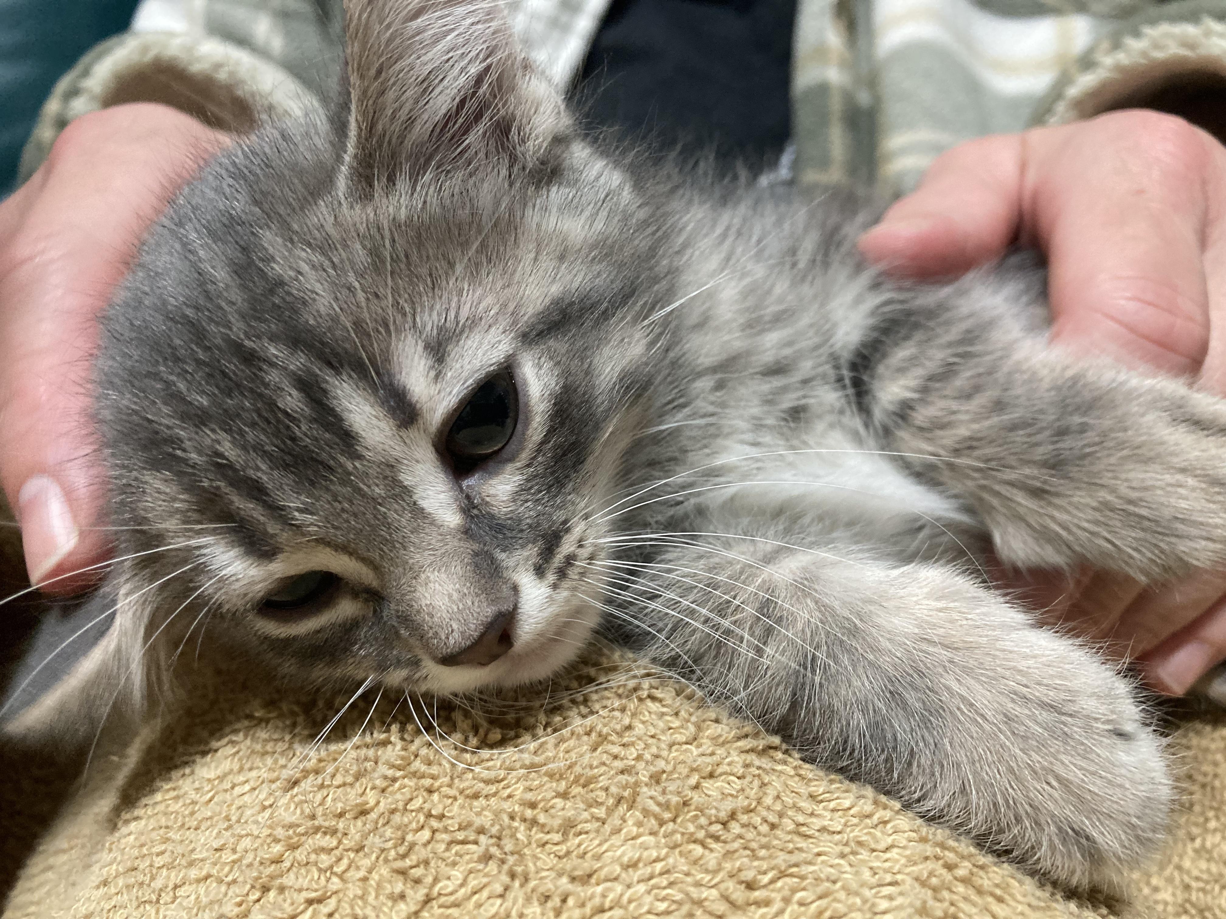 Tortilla - ADOPTION PENDING!, an adopted Domestic Medium Hair in Cincinnati, OH image 3/3