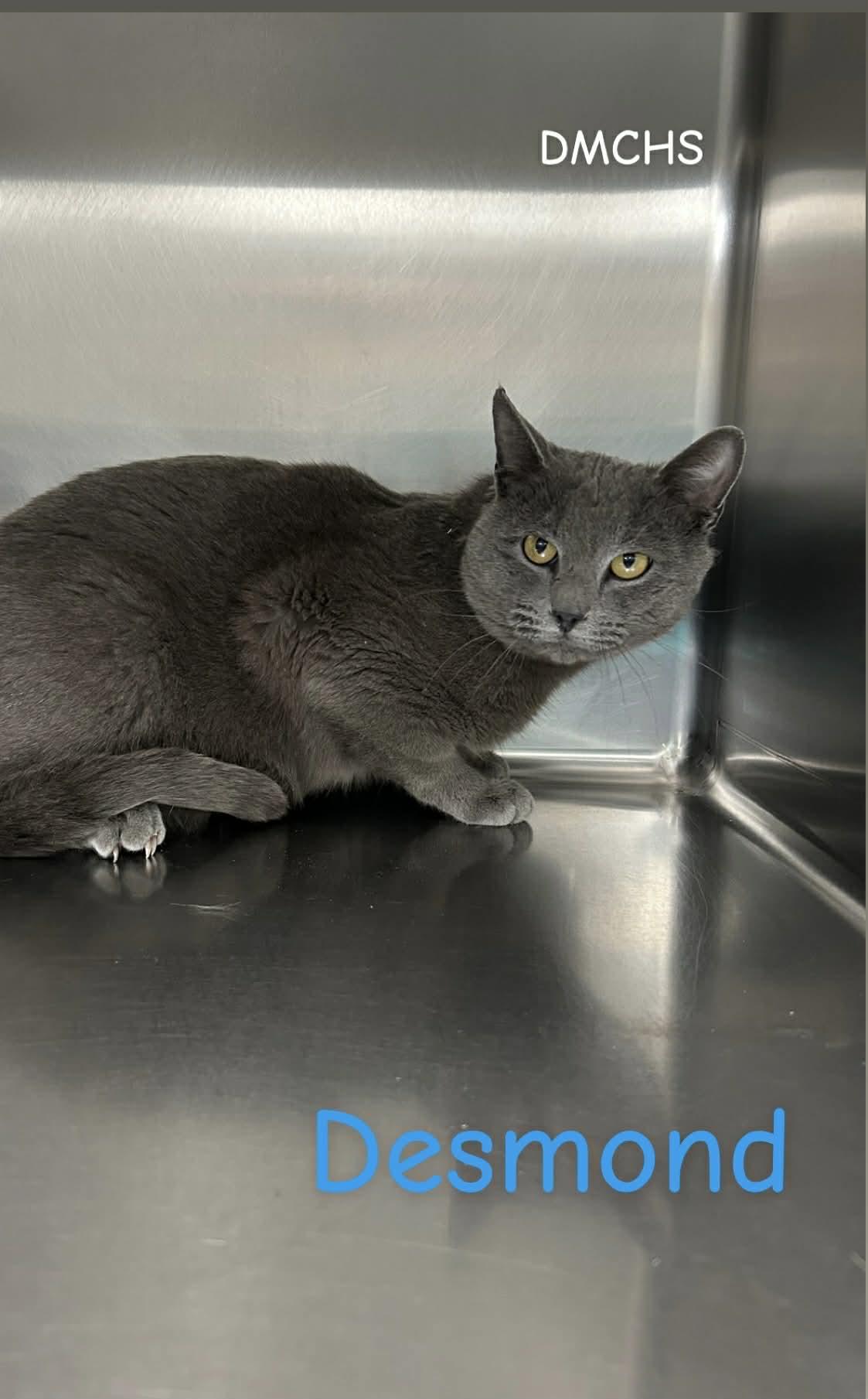 Enlarge Desmond, a Adoptable Domestic Short Hair in Burlington, IA image 1/2