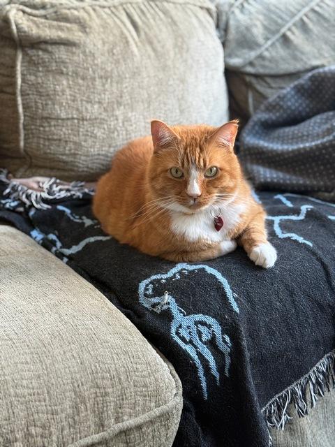 Enlarge Nimbus, a Adoptable Domestic Short Hair in Portland, OR image 1/6