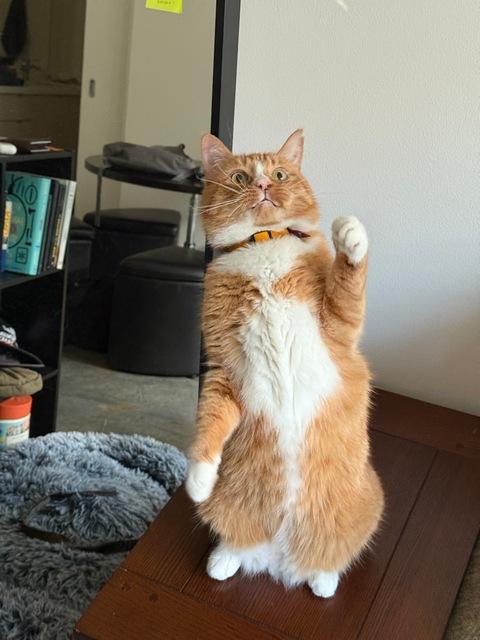 Enlarge Nimbus, a Adoptable Domestic Short Hair in Portland, OR image 2/6