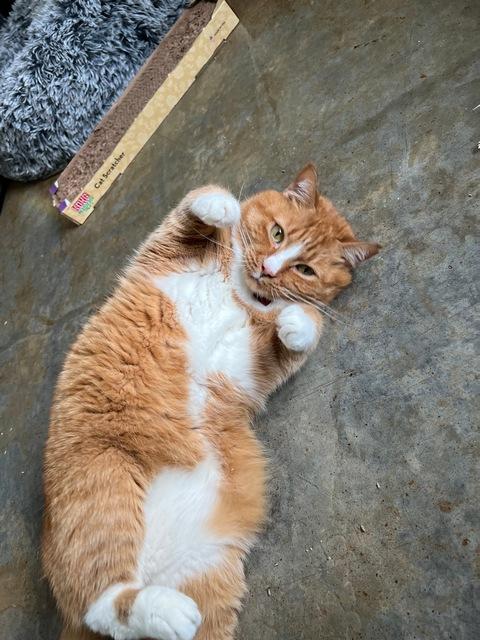 Enlarge Nimbus, a Adoptable Domestic Short Hair in Portland, OR image 4/6