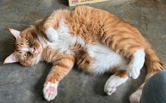 Enlarge Nimbus, a Adoptable Domestic Short Hair in Portland, OR image 5/6