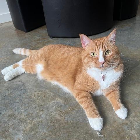 Enlarge Nimbus, a Adoptable Domestic Short Hair in Portland, OR image 6/6