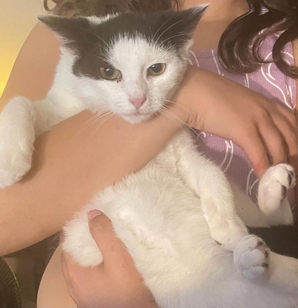 Kobe, Adoptable, Kitten Male Domestic Short Hair.