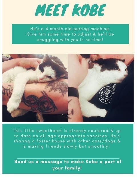 Kobe, a Adoptable Domestic Short Hair image 2/6