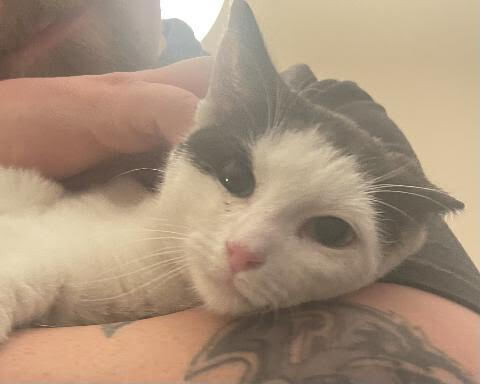 Kobe, a Adoptable Domestic Short Hair image 3/6