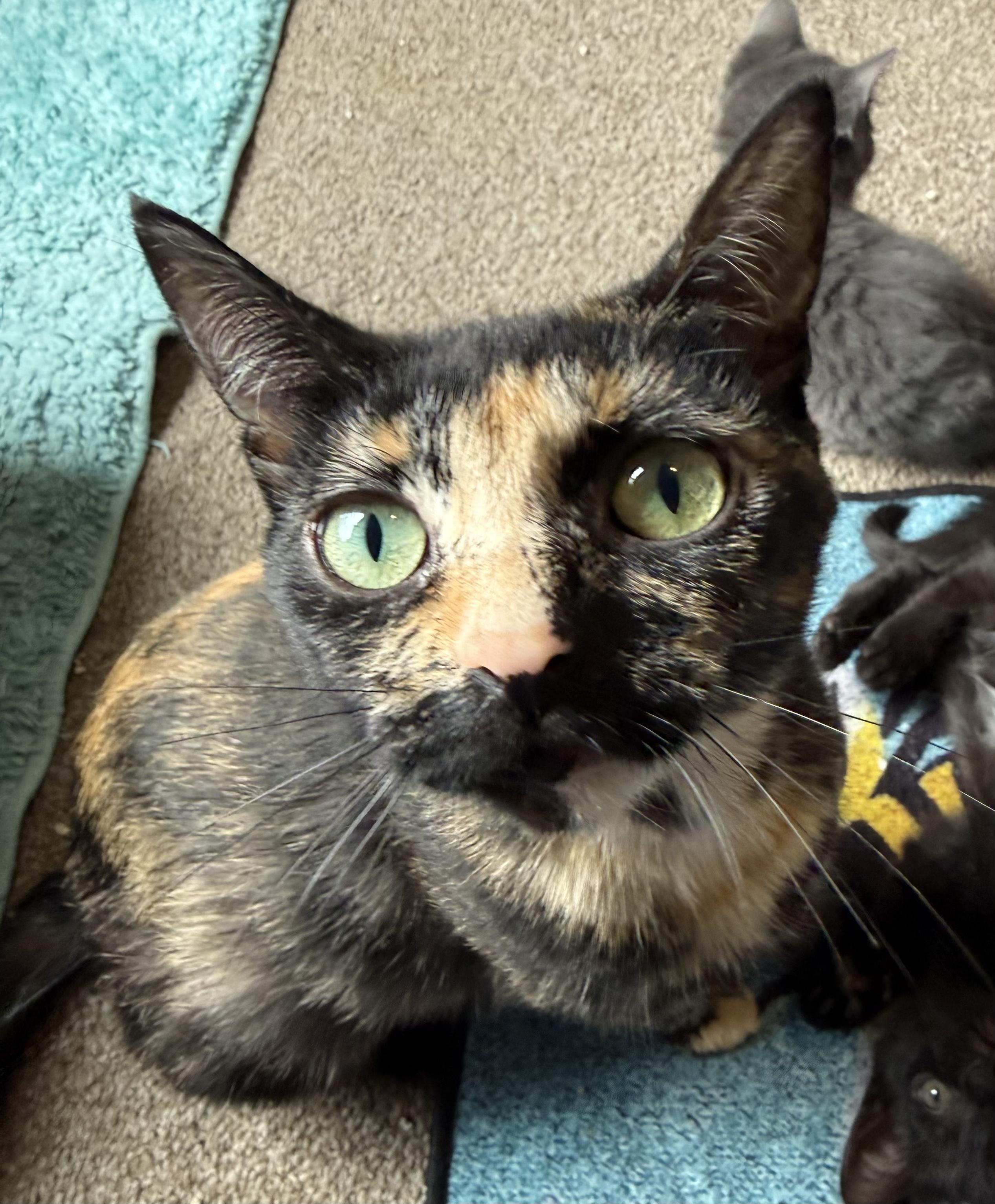 Holly, ADOPTABLE, Kitten Female Domestic Short Hair & Tortoiseshell.