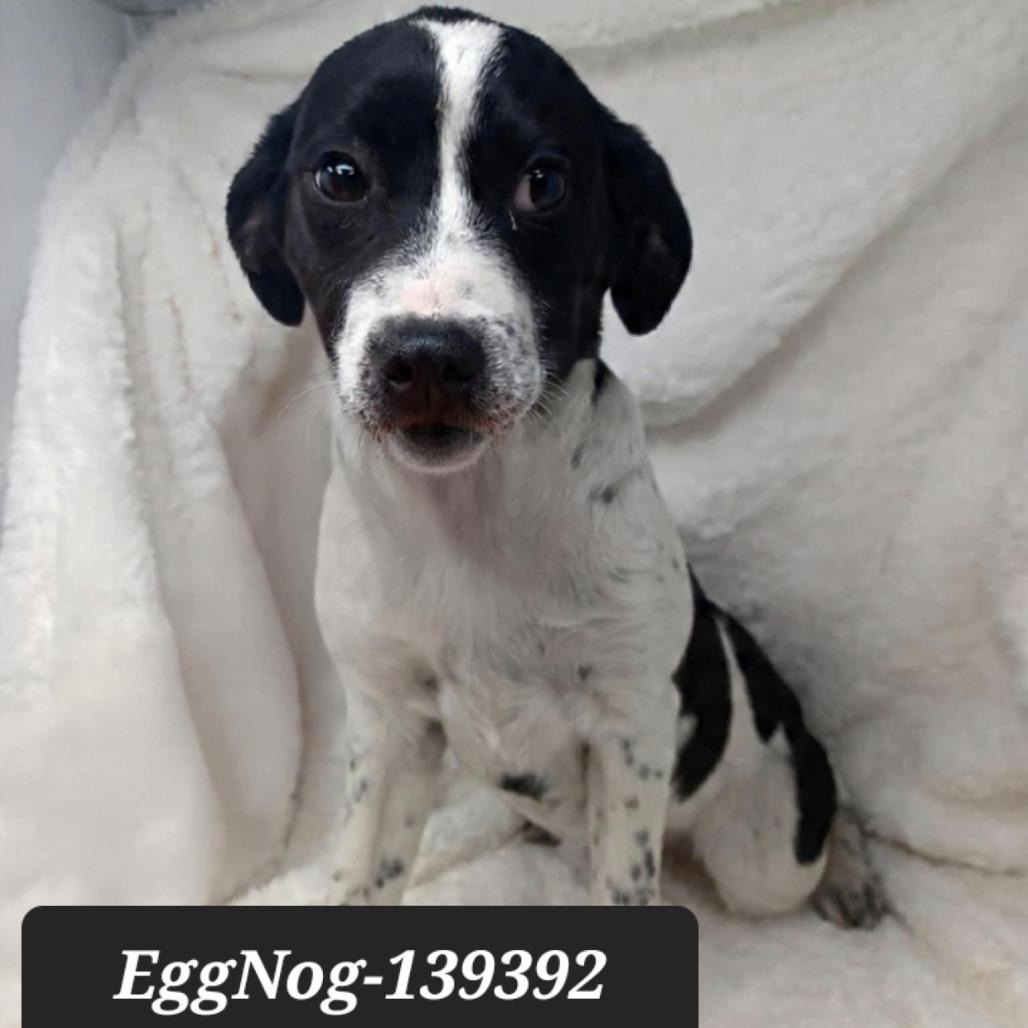 EggNog, Adoptable, Puppy Female Hound.