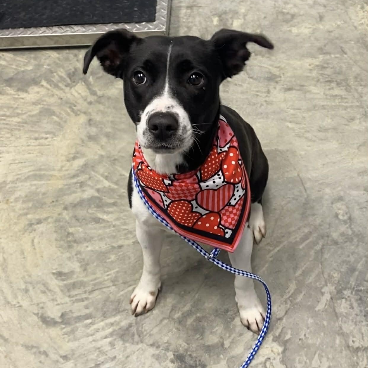 Enlarge Heidi, a ADOPTABLE mixed breed in Nevada, MO image 1/1