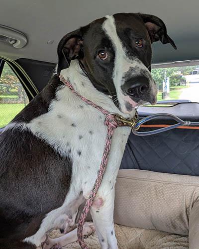 Ellie, a Adoptable mixed breed in Lexington, SC image 2/6