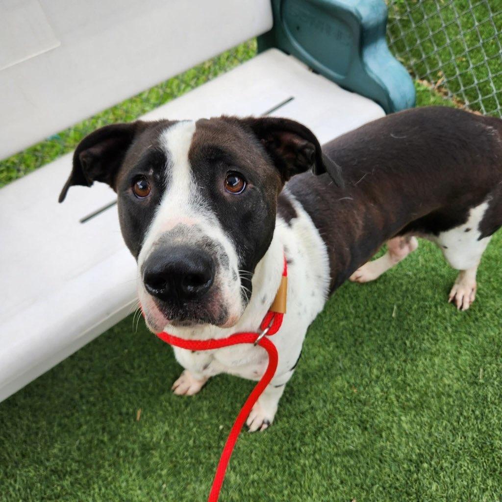 Ellie, a Adoptable mixed breed in Lexington, SC image 3/6