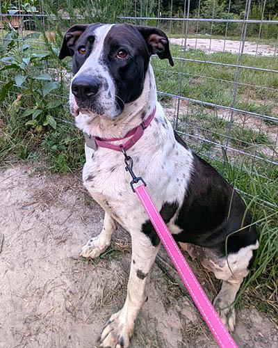 Ellie, a Adoptable mixed breed in Lexington, SC image 4/6