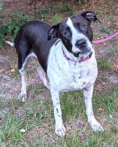 Ellie, a Adoptable mixed breed in Lexington, SC image 5/6