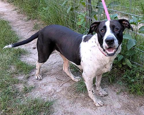 Ellie, a Adoptable mixed breed in Lexington, SC image 1/6