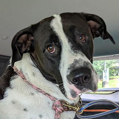 Ellie, a Adoptable mixed breed in Lexington, SC image 6/6