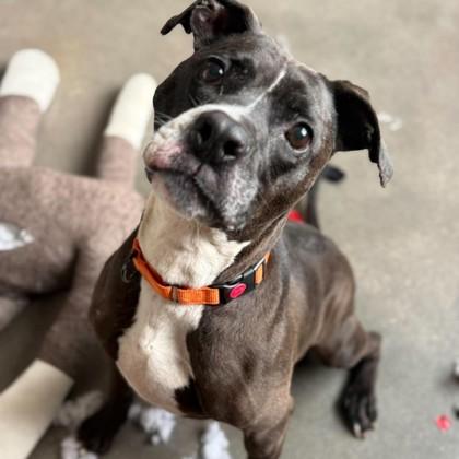 Capone, Adoptable, Adult Male Mixed Breed & Mixed Breed.
