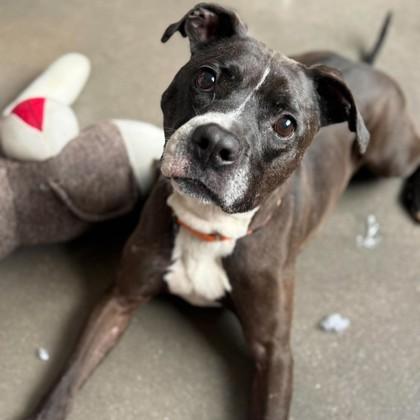 Capone, a Adoptable mixed breed in Janesville, WI image 2/3