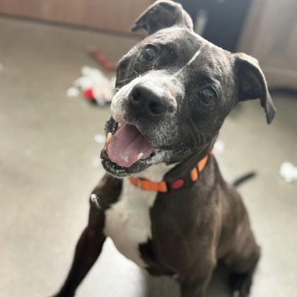 Capone, a Adoptable mixed breed in Janesville, WI image 3/3