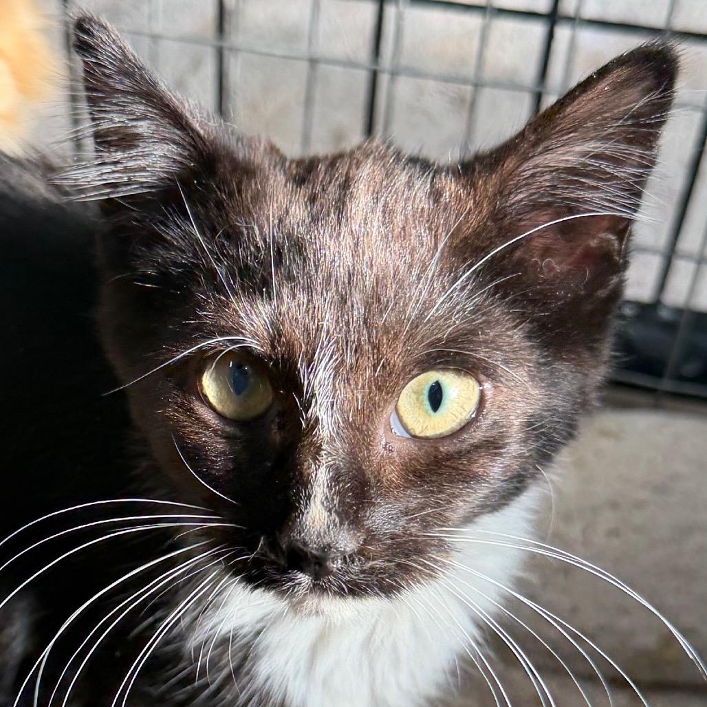 Enlarge Tribbiani, a Adoptable Domestic Short Hair in Tipton, IA image 1/1