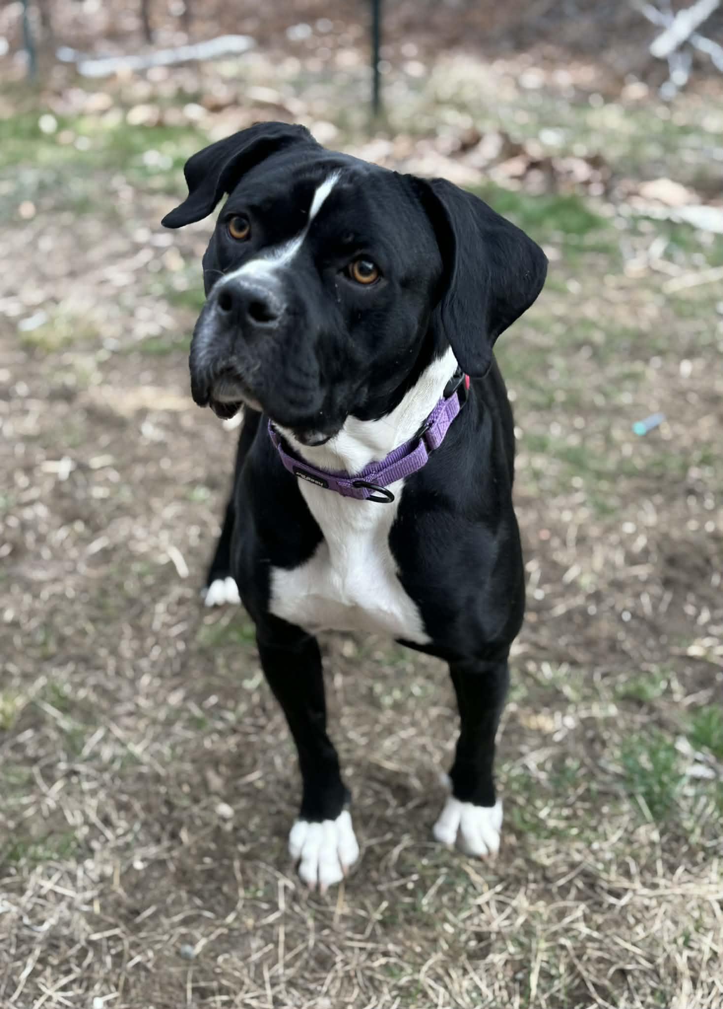 Ember, a ADOPTABLE mixed breed in Brunswick, ME image 4/4