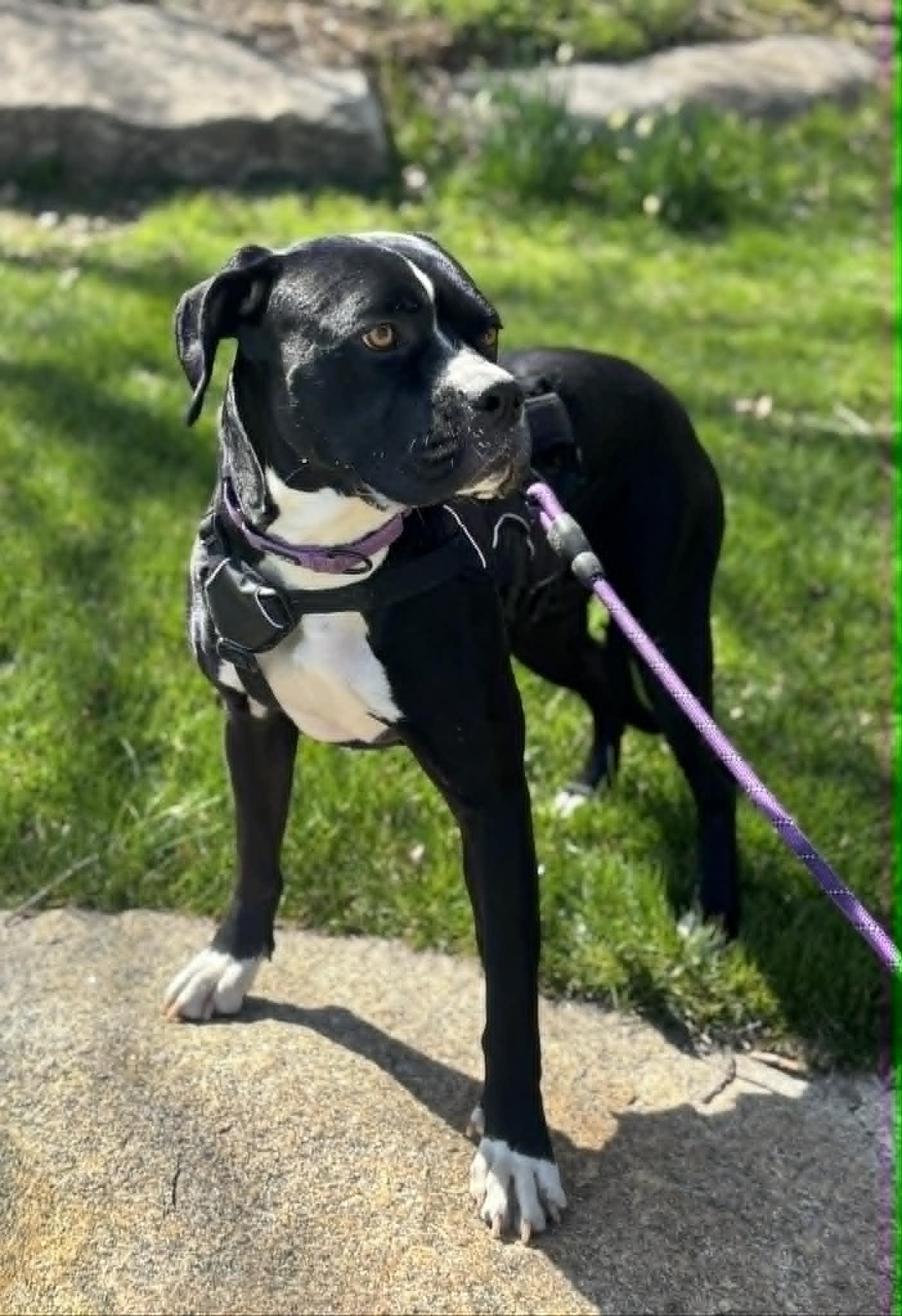 Enlarge Ember, a ADOPTABLE mixed breed in Brunswick, ME image 2/6