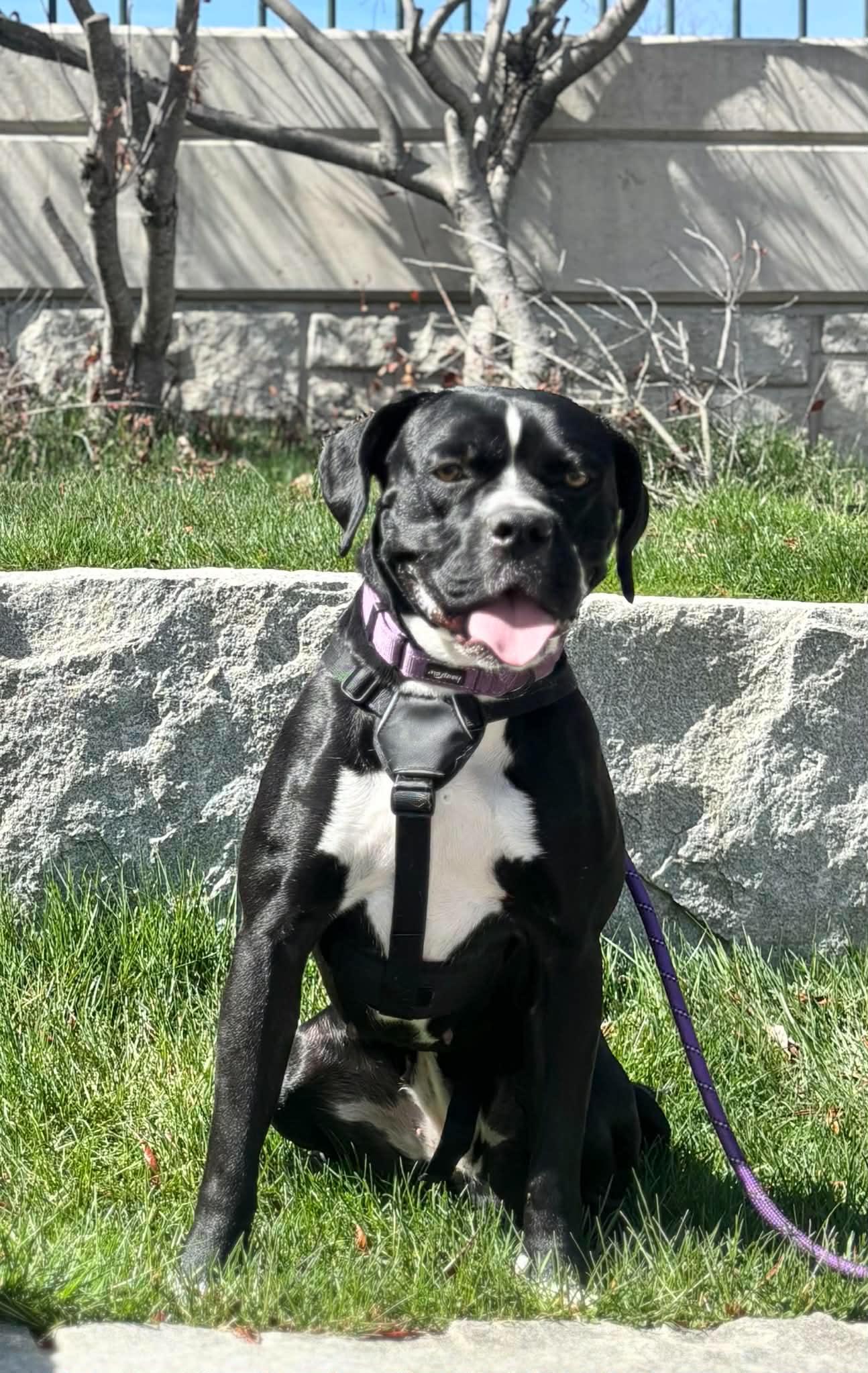 Enlarge Ember, a ADOPTABLE mixed breed in Brunswick, ME image 1/6