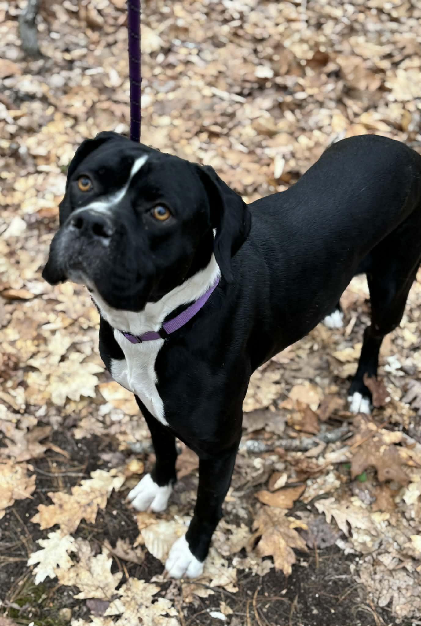 Ember, a ADOPTABLE mixed breed in Brunswick, ME image 3/4