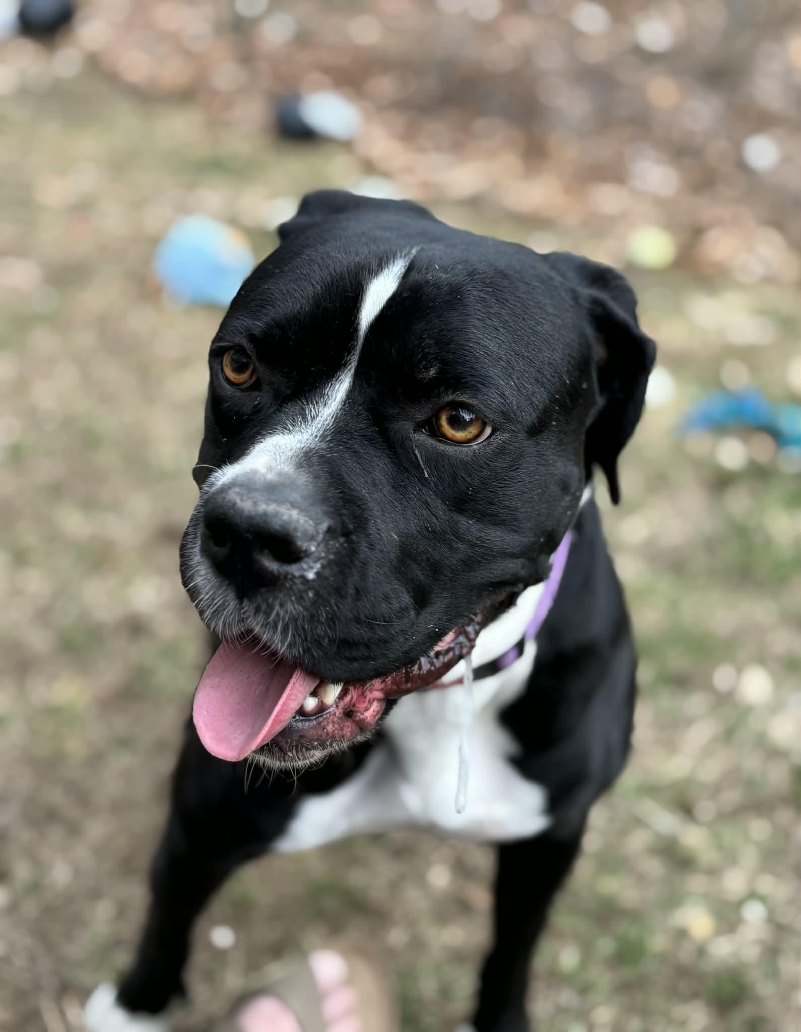 Ember, a ADOPTABLE mixed breed in Brunswick, ME image 1/4