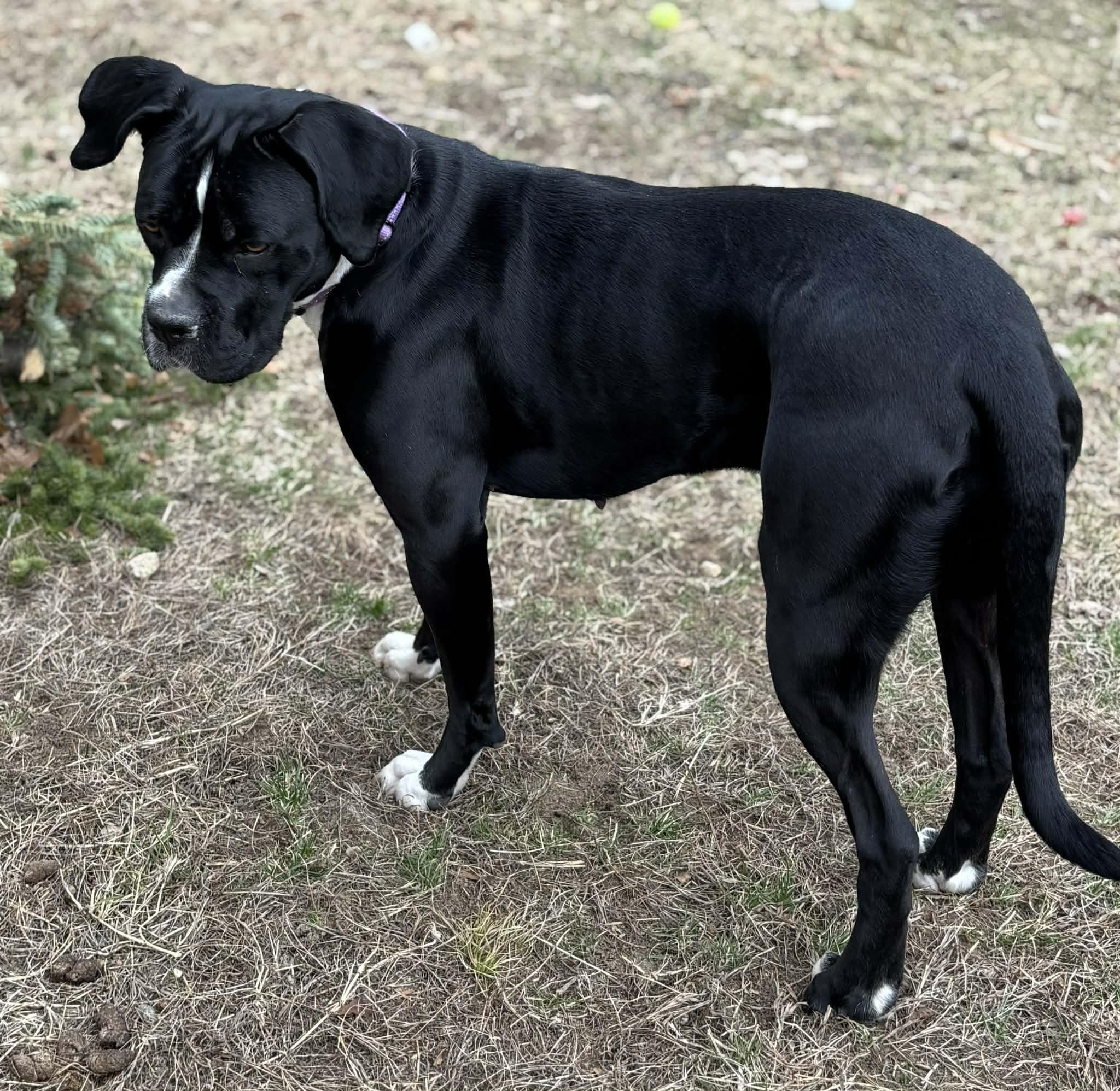 Ember, a ADOPTABLE mixed breed in Brunswick, ME image 2/4