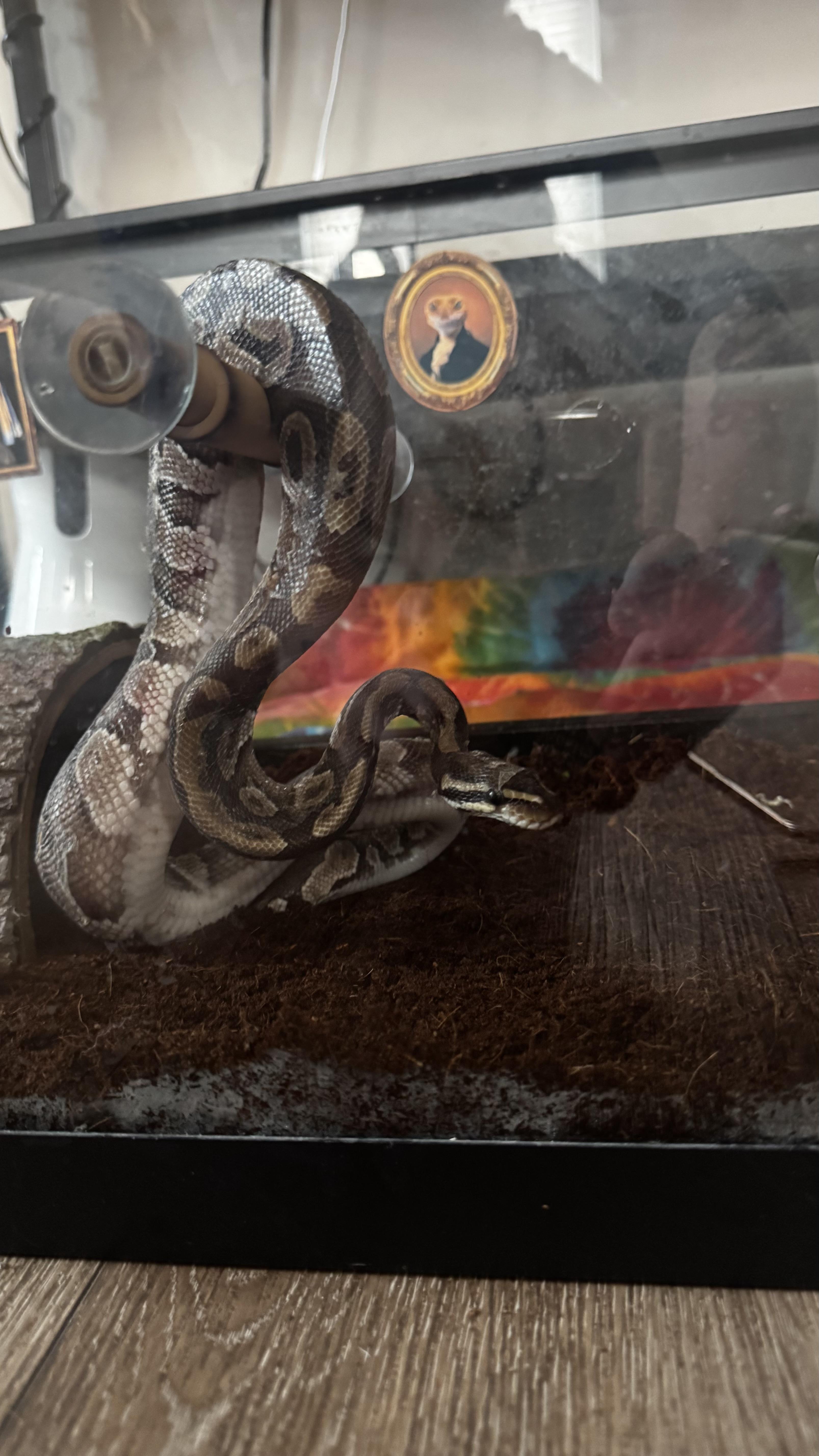 Roman, a ADOPTABLE Ball Python in Edinburg, PA image 3/6