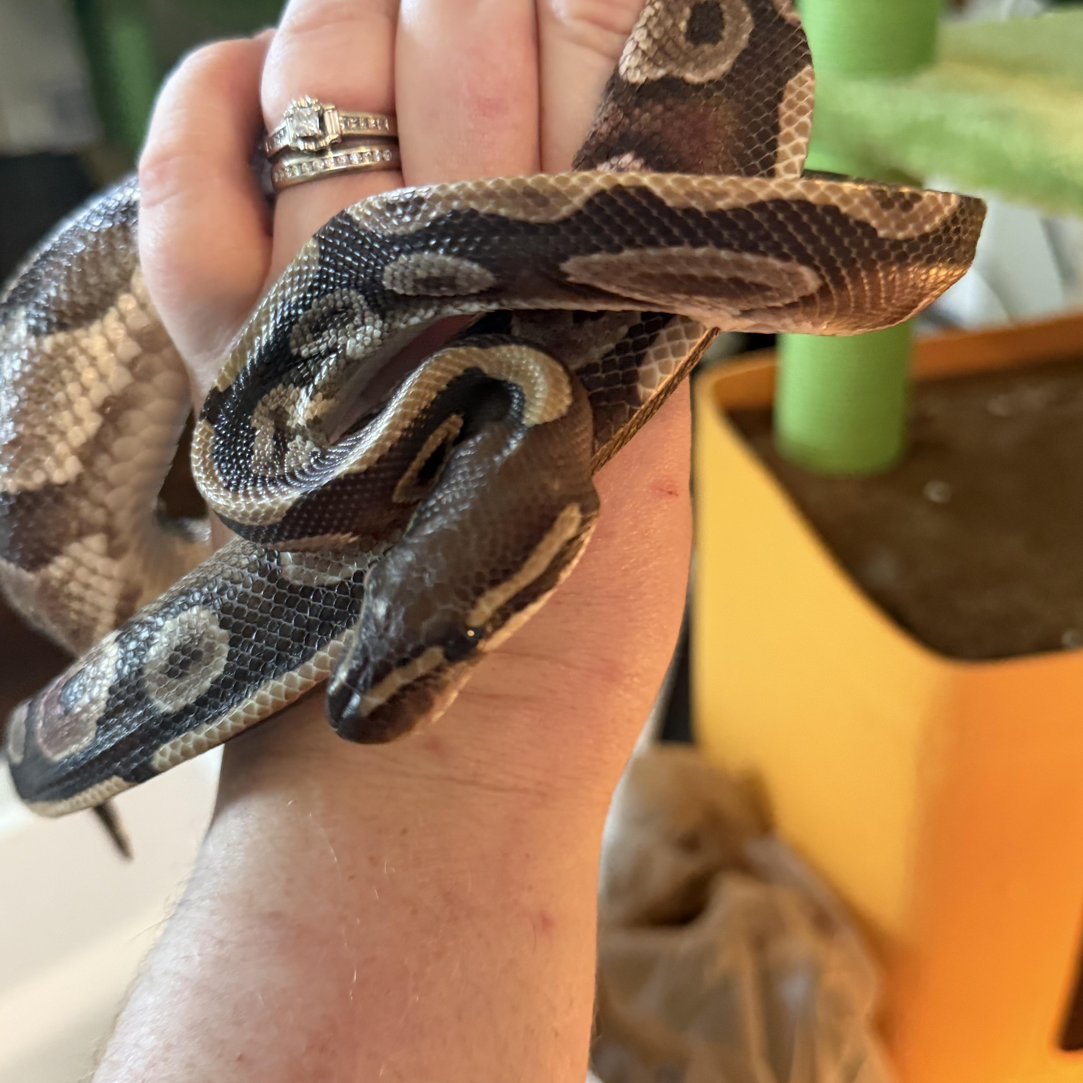 Roman, a ADOPTABLE Ball Python in Edinburg, PA image 6/6