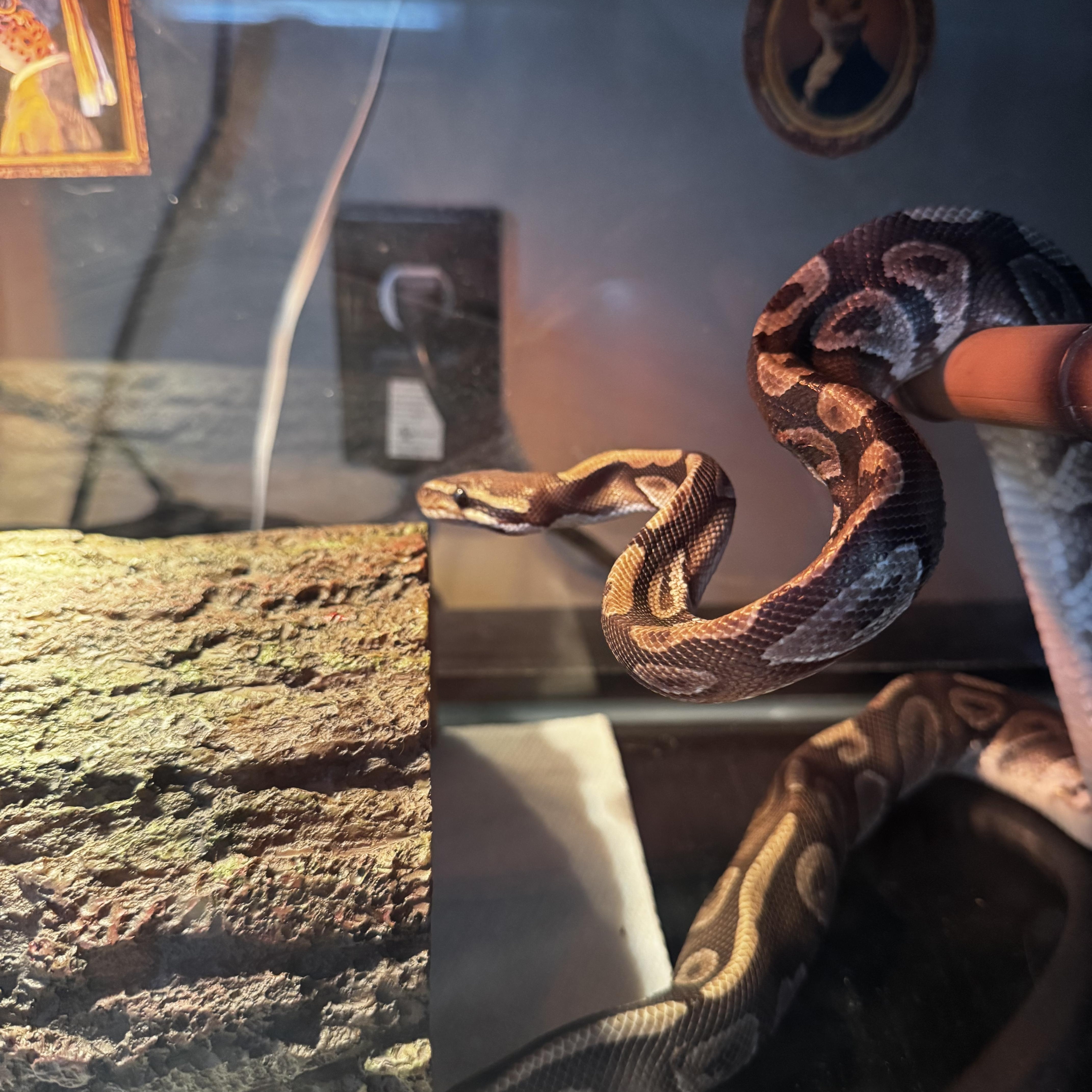 Roman, a ADOPTABLE Ball Python in Edinburg, PA image 4/6