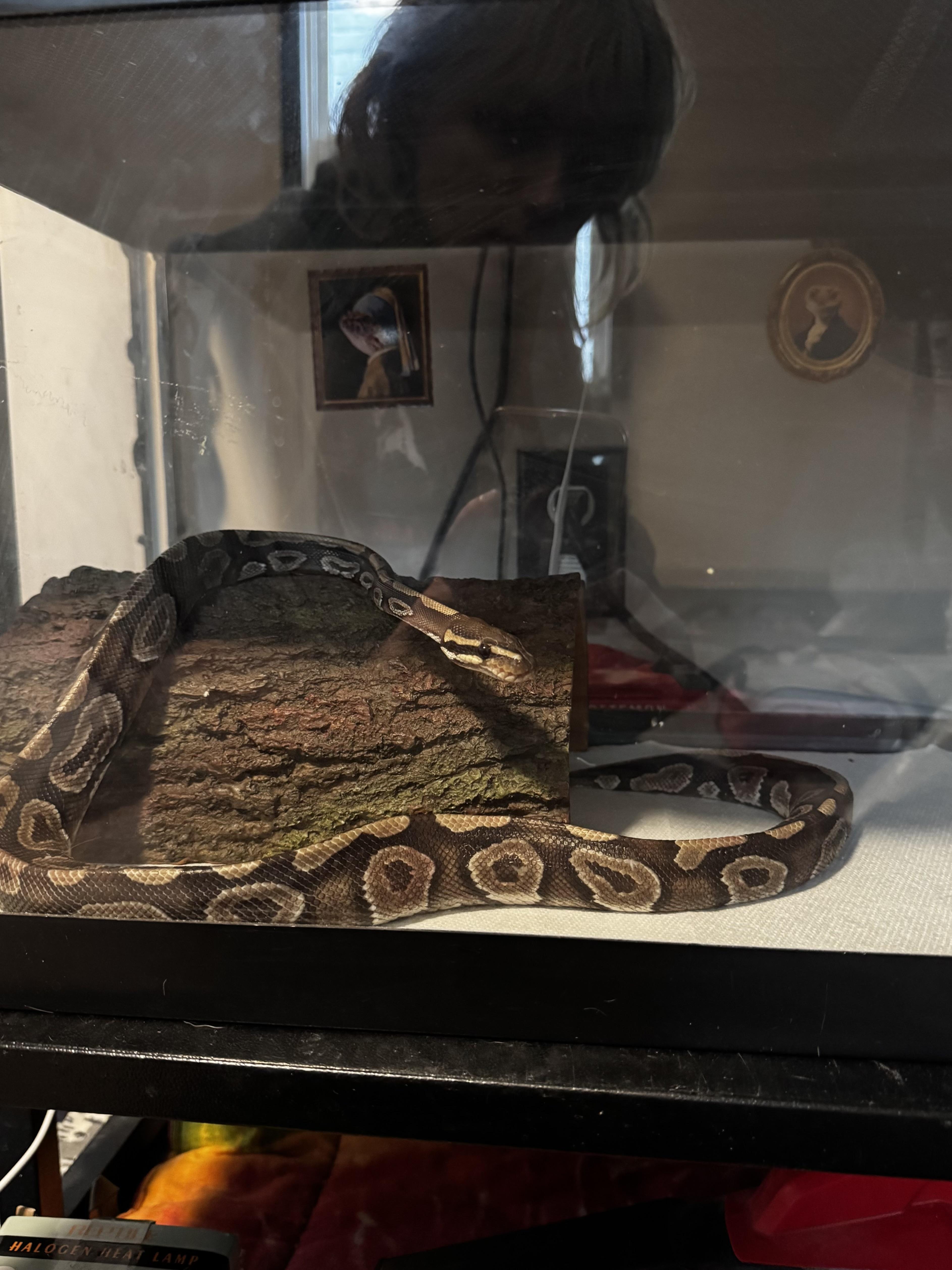 Roman, ADOPTABLE, Young Male Ball Python.