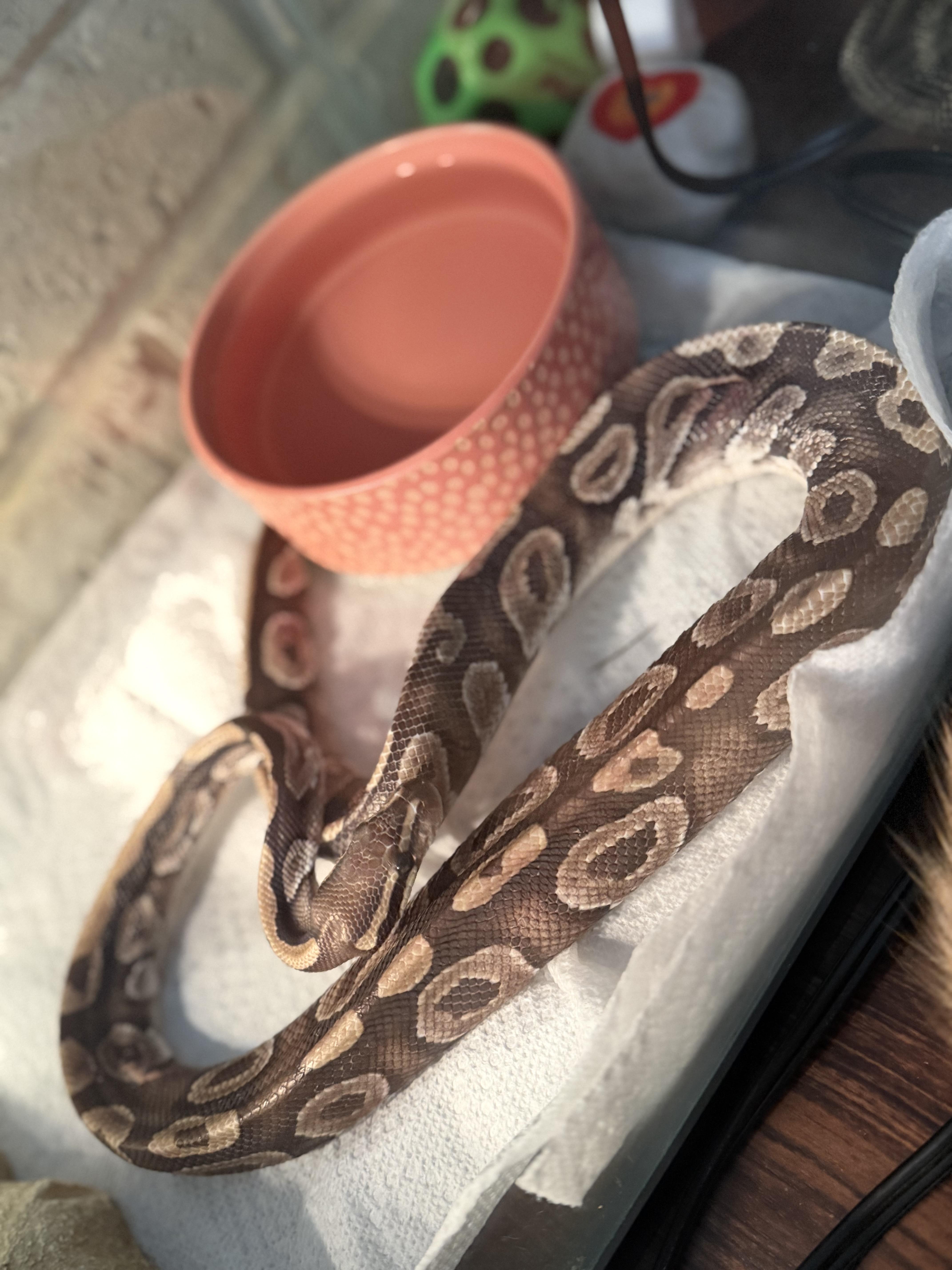 Roman, a ADOPTABLE Ball Python in Edinburg, PA image 5/6