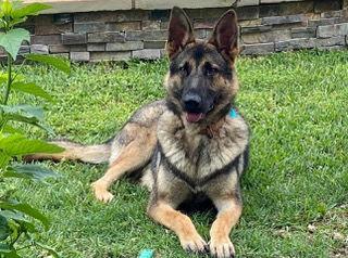 Enlarge HARIBO, a Adoptable German Shepherd Dog in Katy, TX image 1/3