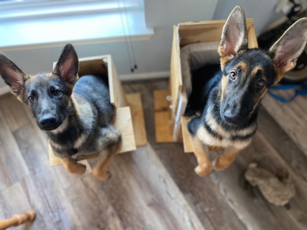 Enlarge HARIBO, a Adoptable mixed breed in Katy, TX image 3/14