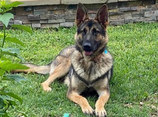 Enlarge HARIBO, a Adoptable mixed breed in Katy, TX image 5/14