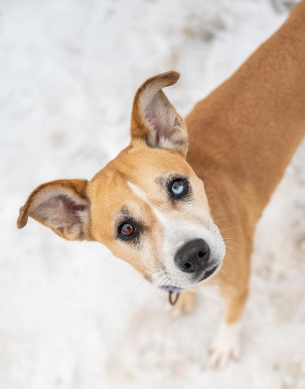 Daisy, Adoptable, Adult Female Labrador Retriever.