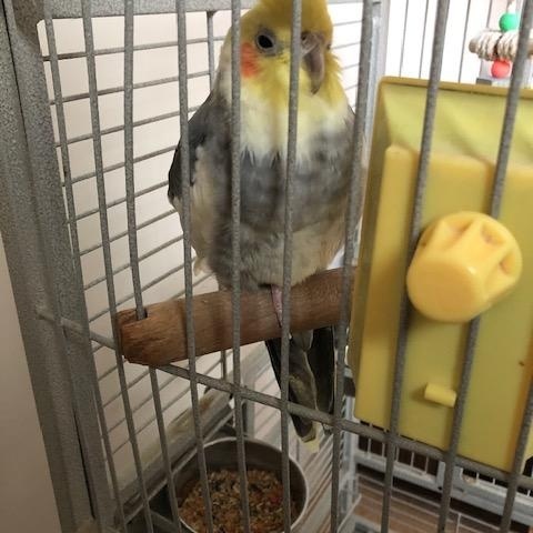 Enlarge Buddy, a Adoptable Cockatiel in North Babylon, NY image 1/2