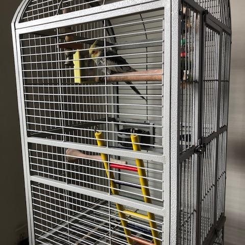 Enlarge Buddy, a Adoptable Cockatiel in North Babylon, NY image 2/2