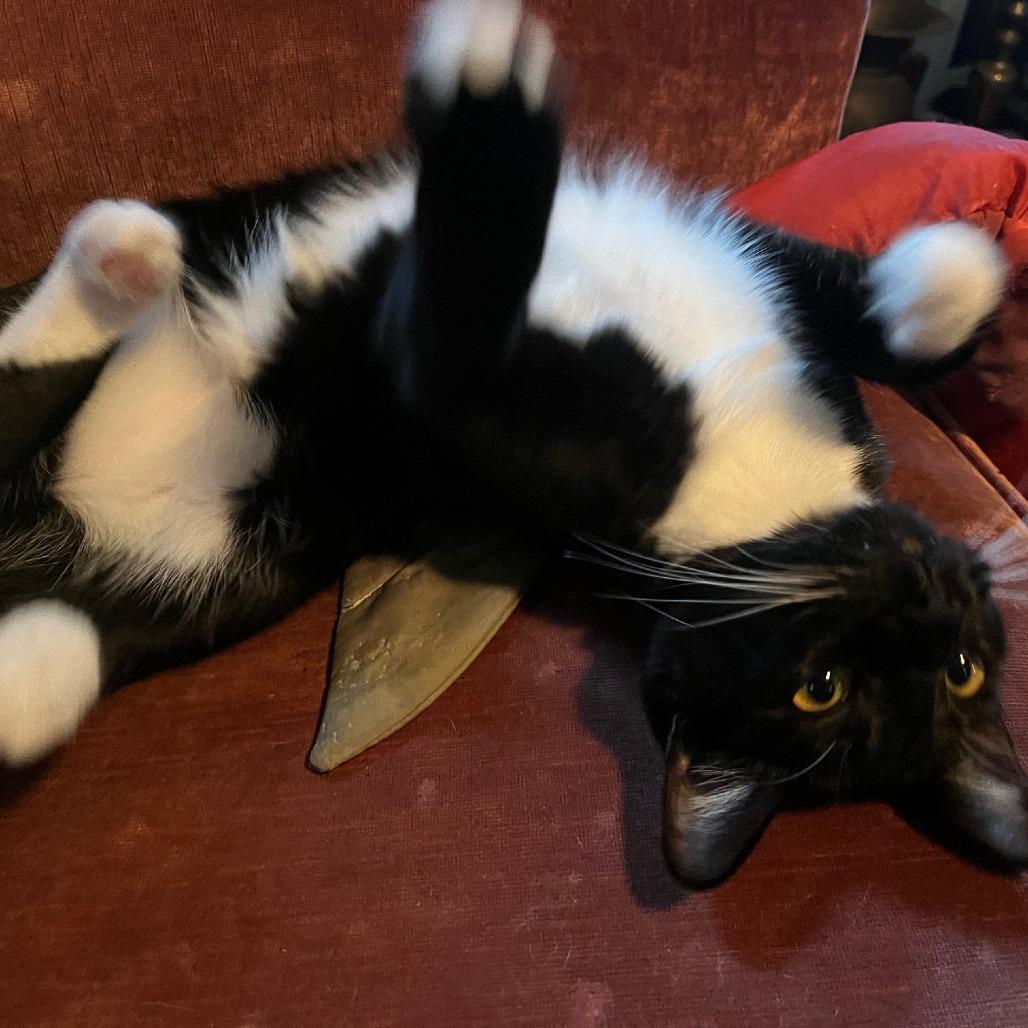 Sparkler — thumbnail 3