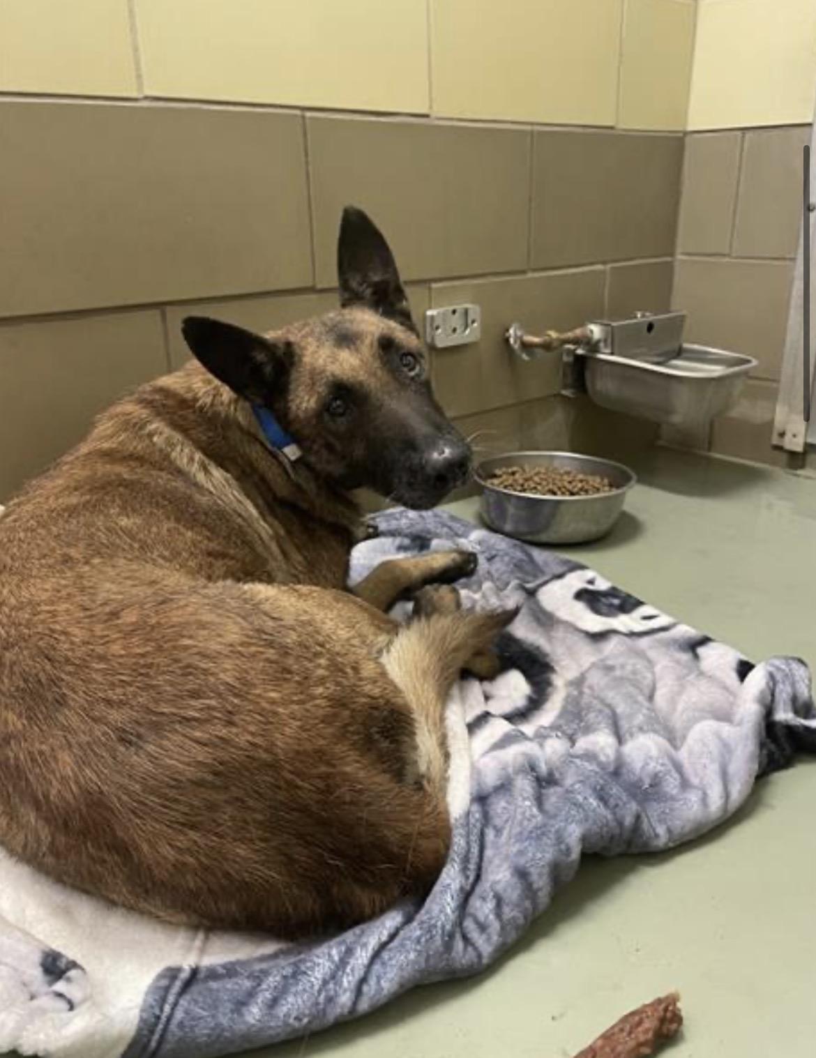 Cupi, Adoptable, Adult Male Belgian Shepherd / Malinois.