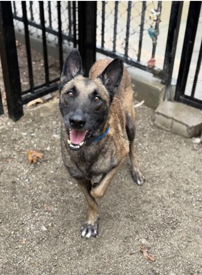 Cupi, a Adoptable Belgian Shepherd / Malinois in Duxbury, MA image 1/2