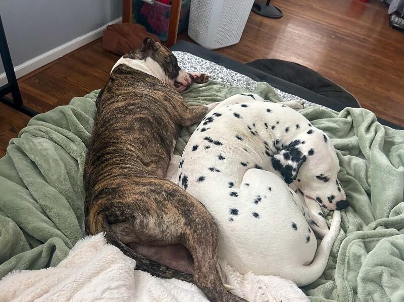 Enlarge Squeaky, a ADOPTABLE Mixed Breed in Miamitown, OH image 2/4