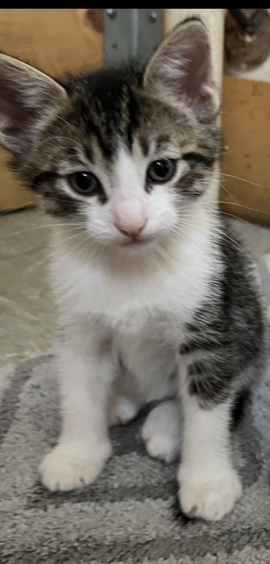 Smitts, Adopted, Kitten Male Domestic Short Hair.
