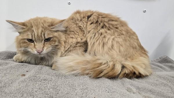 Enlarge Apricot, a Adoptable mixed breed in Surrey, BC image 2/2