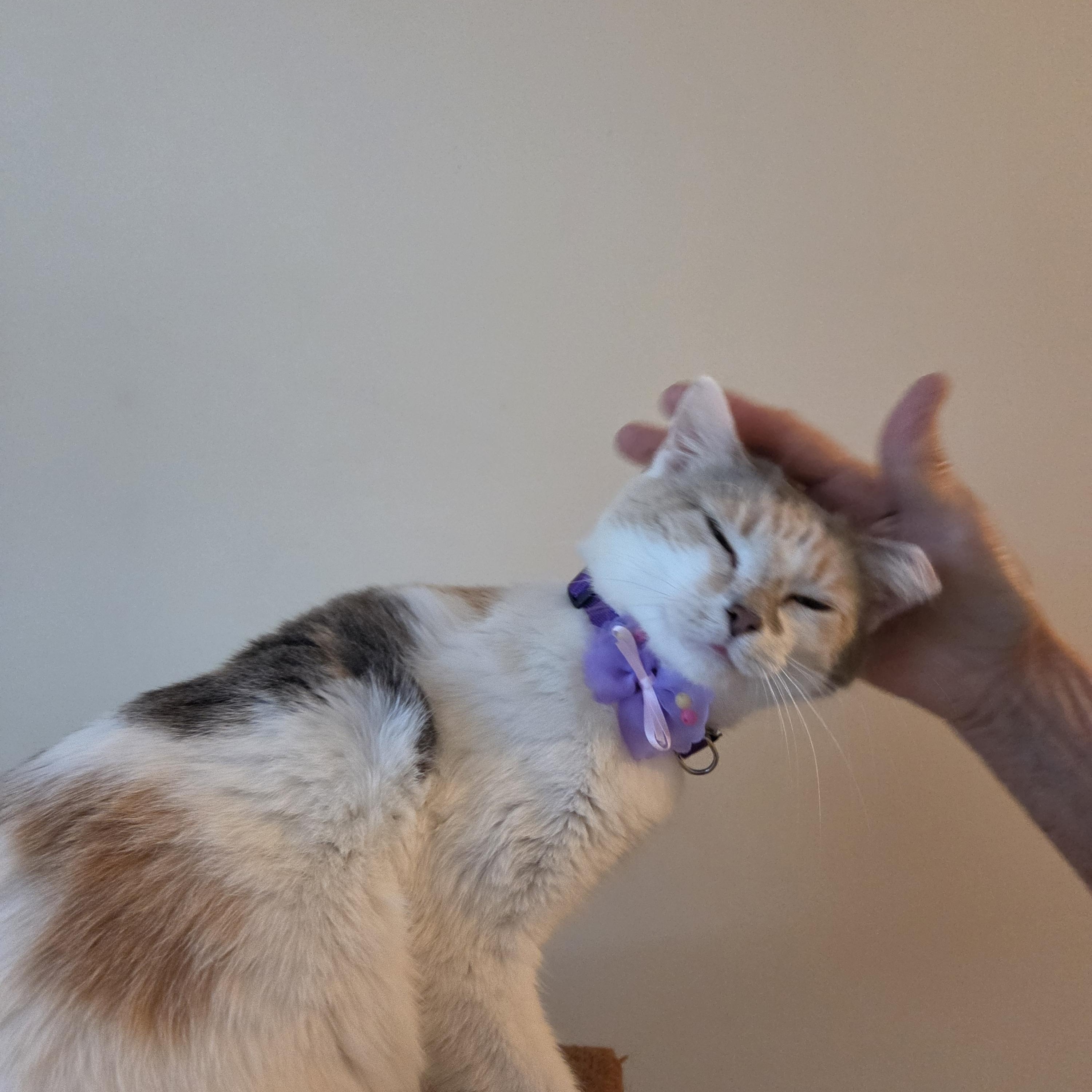 Enlarge Venus, a Adoptable Domestic Short Hair in Fort Oglethorpe, GA image 2/6