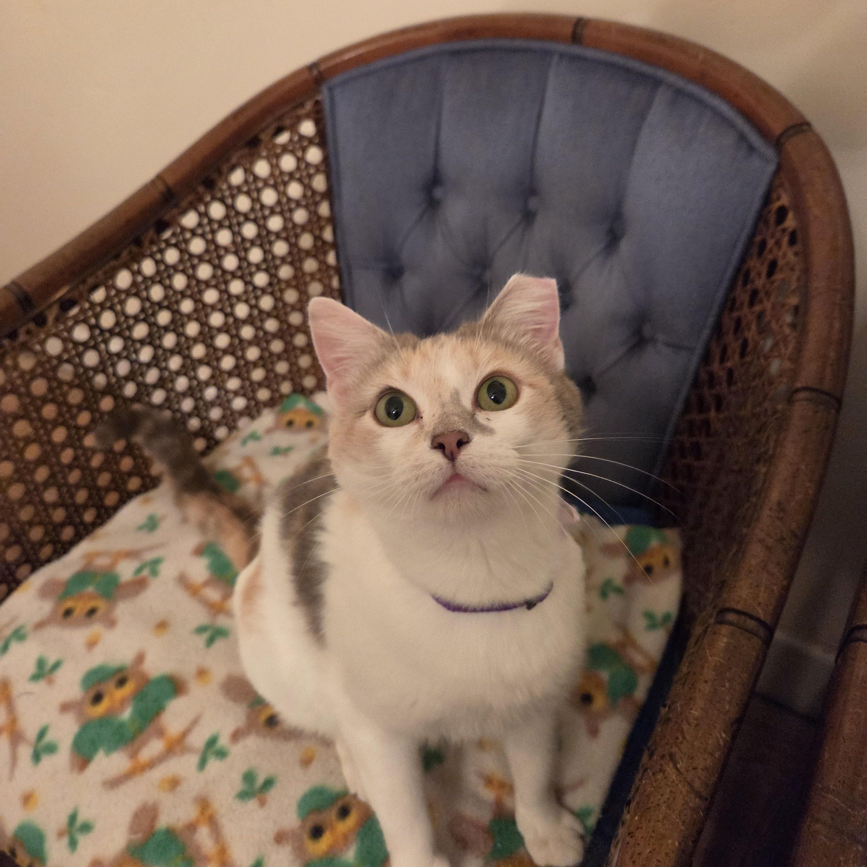 Enlarge Venus, a Adoptable Domestic Short Hair in Fort Oglethorpe, GA image 3/6