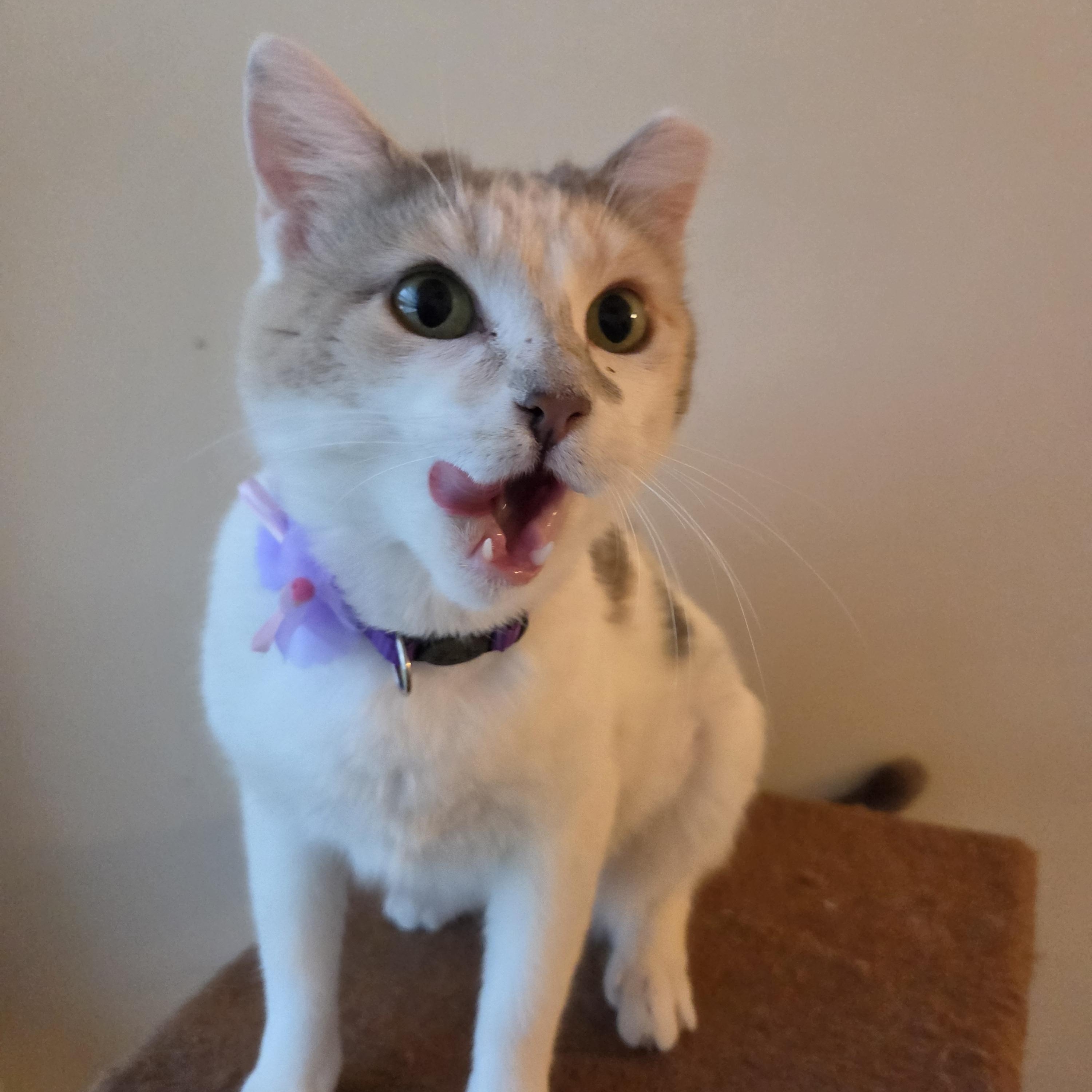 Enlarge Venus, a Adoptable Domestic Short Hair in Fort Oglethorpe, GA image 5/6