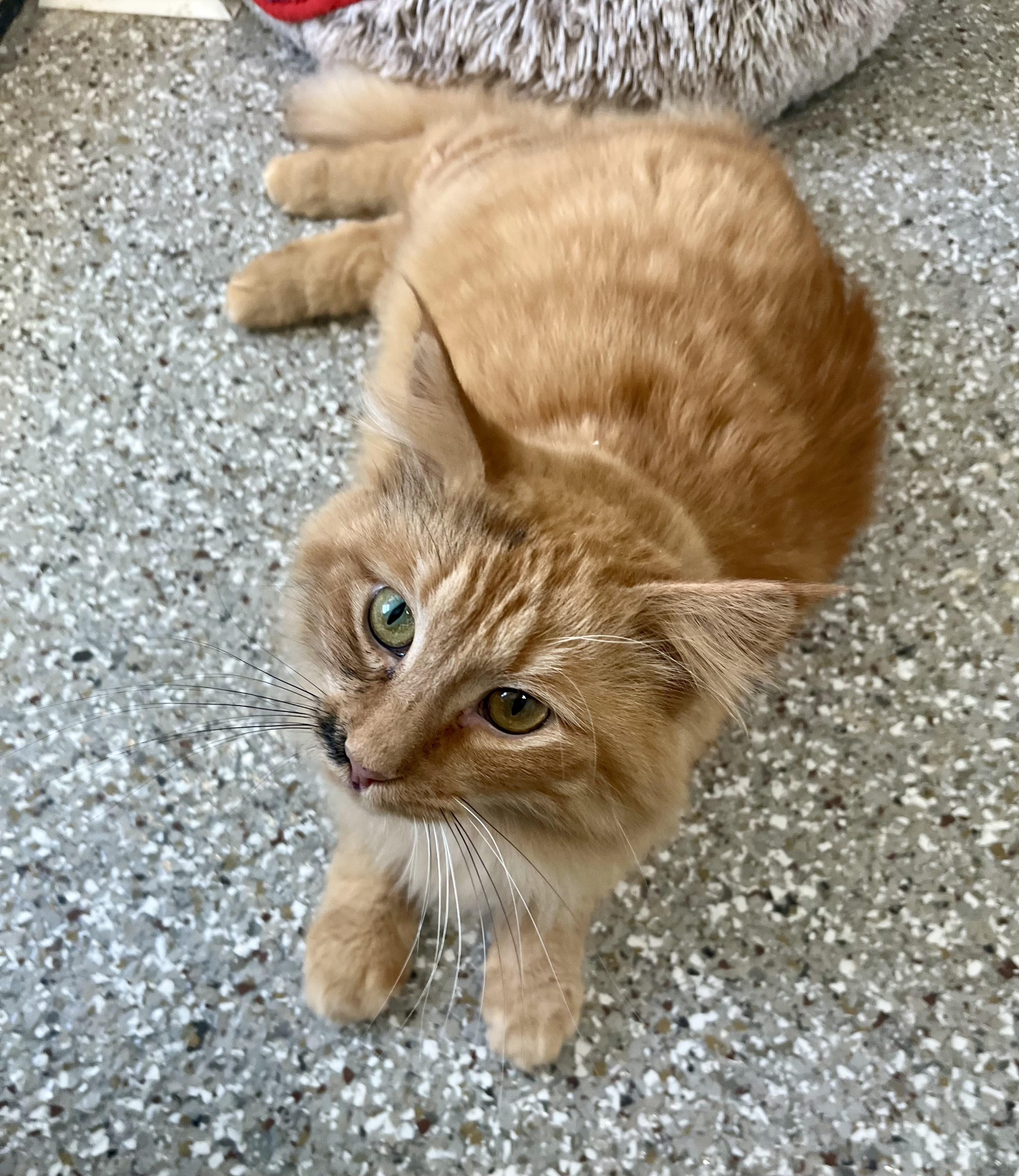 Egypt, Adoptable, Young Male Domestic Long Hair.